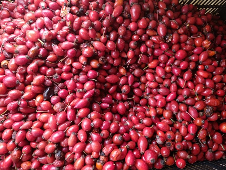 Прясна диворастяща шипка