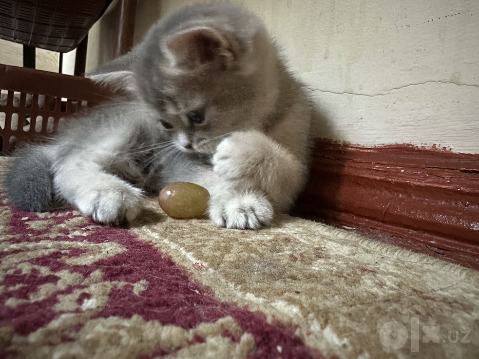 Продаётся вислоухий котёнок. Очень милый и ласковый малыш