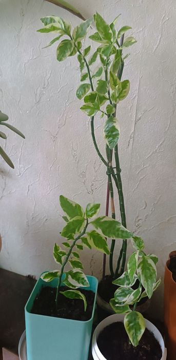 Продам комнатные цветы