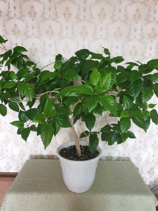 Гибискус (Китайская роза).