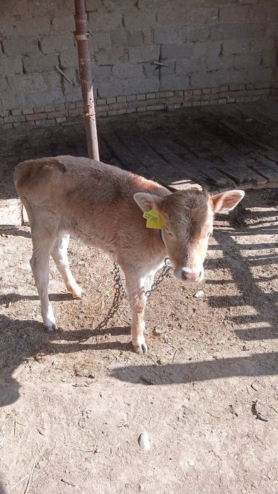 Сиыр сатылады бызауымен