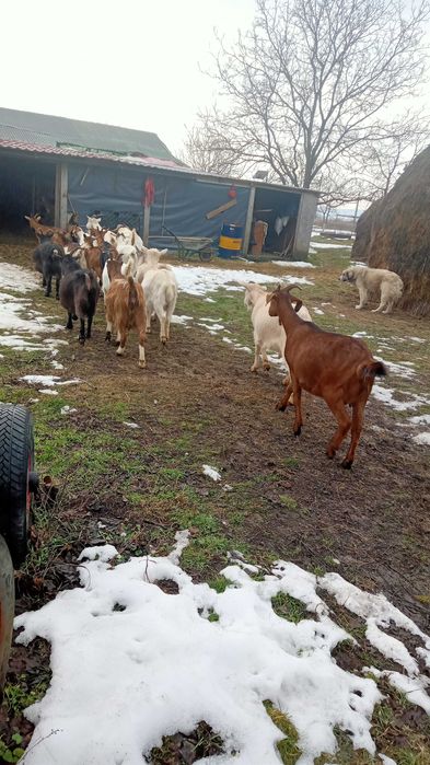 Vând capre bune de lapte
