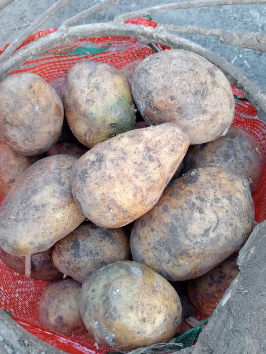 Продам Картофель