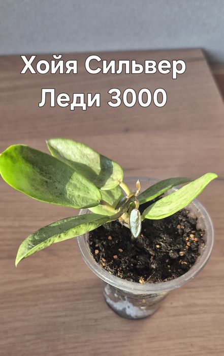 Хойя Белла, Замбалес, Сильвер Леди
