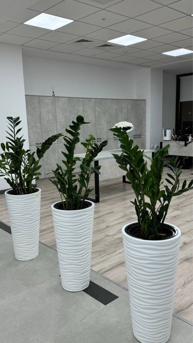 Комнатные растения для дома и офиса!