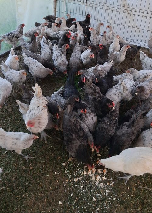 Cocosei Australorp