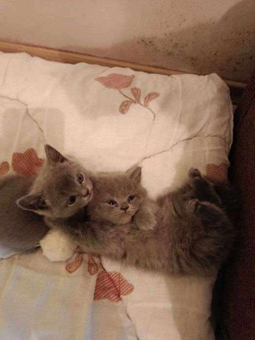 Британска котка