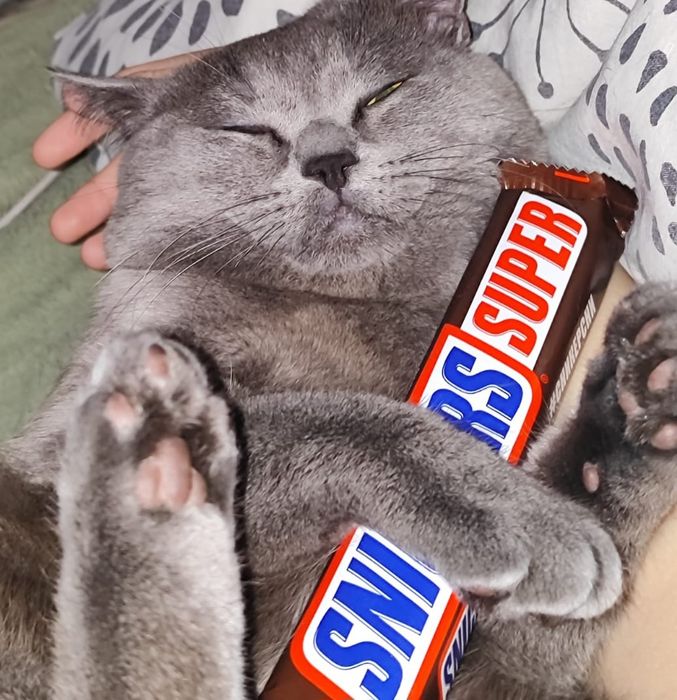 Ищу кошку для вязки