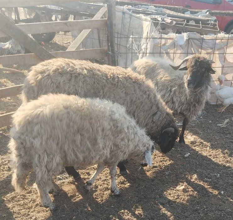 Vand 2 miei si o oaie in Giubega, jud. Dolj