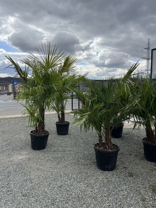 Palmieri trachycarpus fortunei rezistent la ger