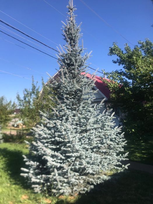 Продам Елки голубые и зелёные.Самовывоэ.