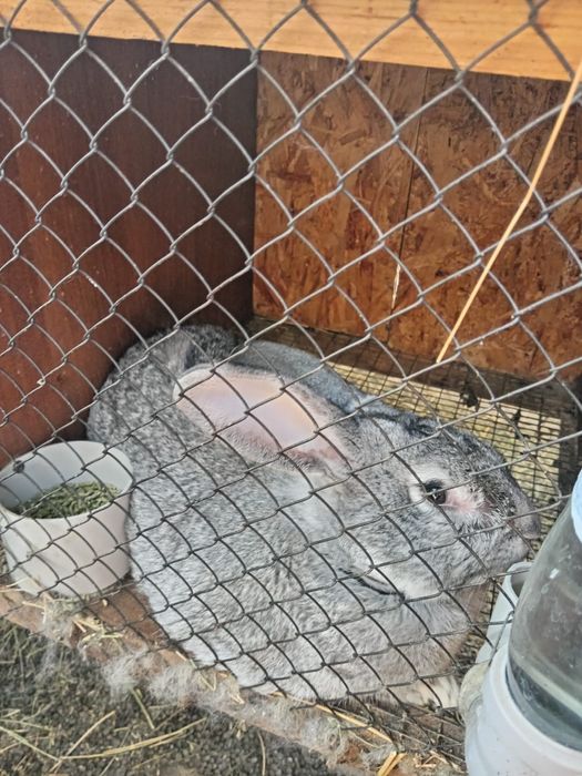 Кролики крупные,