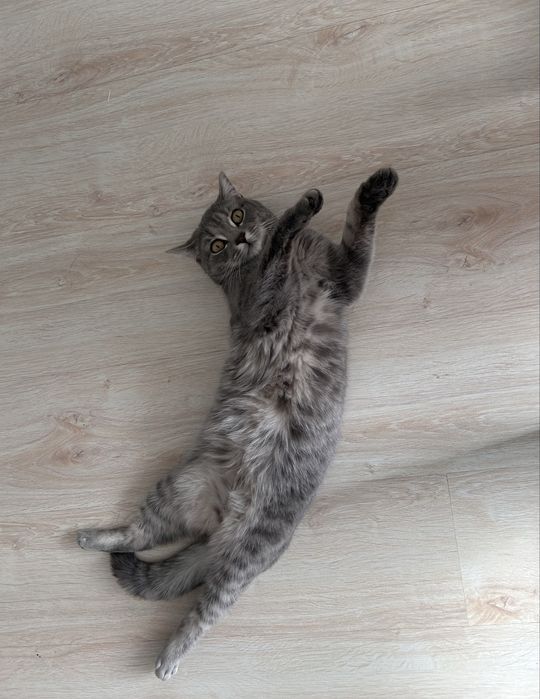 Кошечка ищет новый дом