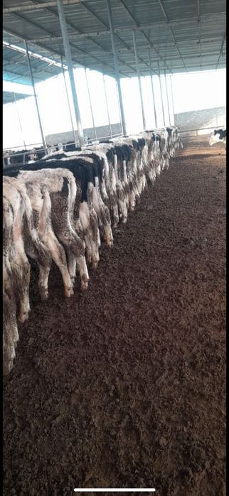 Чорни пиостра расиски букалар