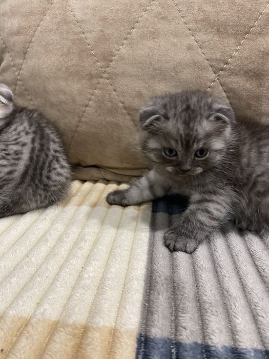 Вислоухие шотла ндцы