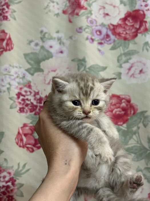 Шотландские котята Скоттиш-страйт