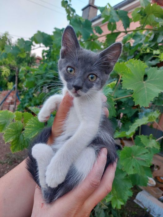 Подарявам котенца