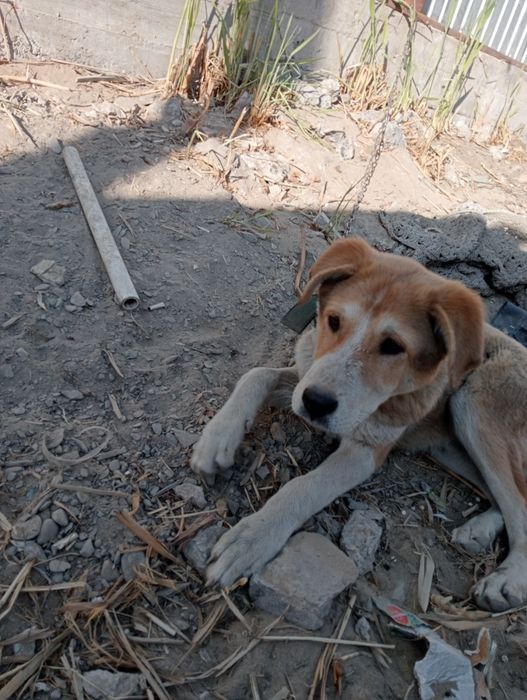 Породистый ,красивый,