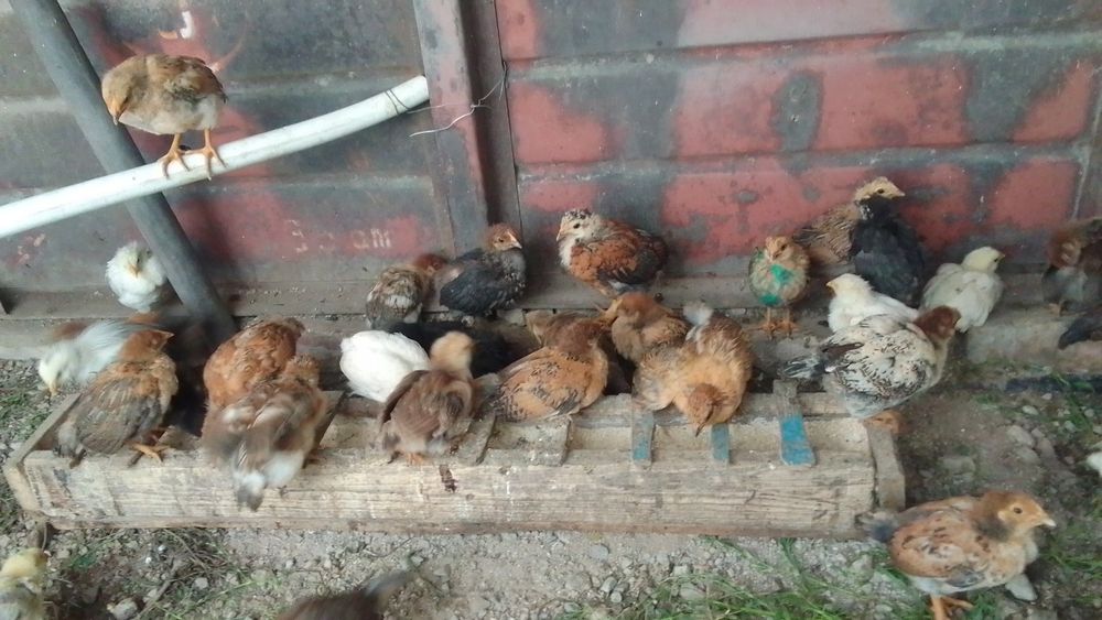 Продам цыплят домашних