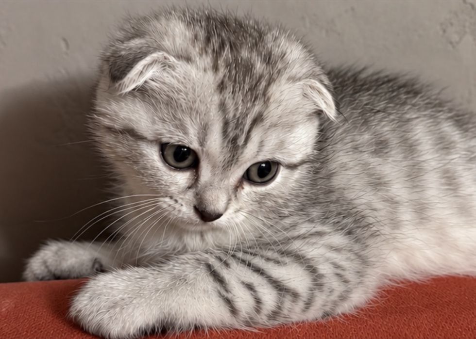 Вислоухий шотландский котенок.