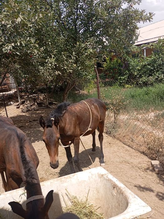 Тайлар сатылады.