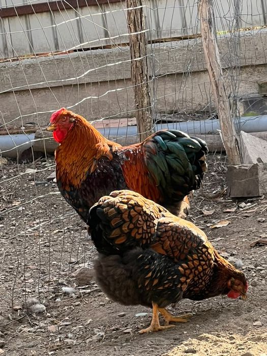 Vand găini wyandotte roșu-negru(vand și cocoși 200RON)