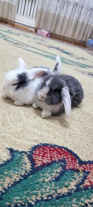 Quyonchala sotiladi juda chiroyli