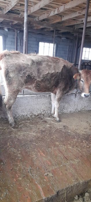 Продам стельных коров.