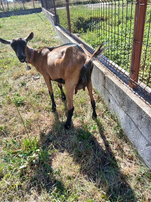 Capre alpina franceza de vânzare tinere
