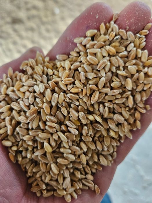 Бидай Арпа Жүгері Кебек