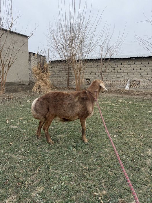 Arashan quchqor qiziqanlarga