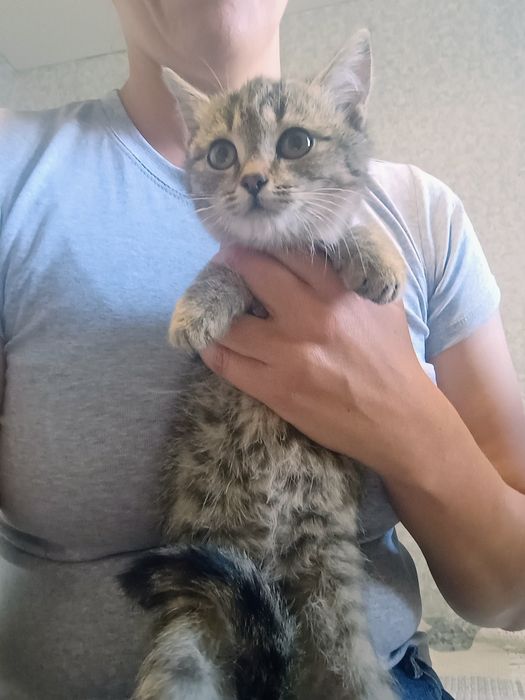 Отдам в добрые руки котенка