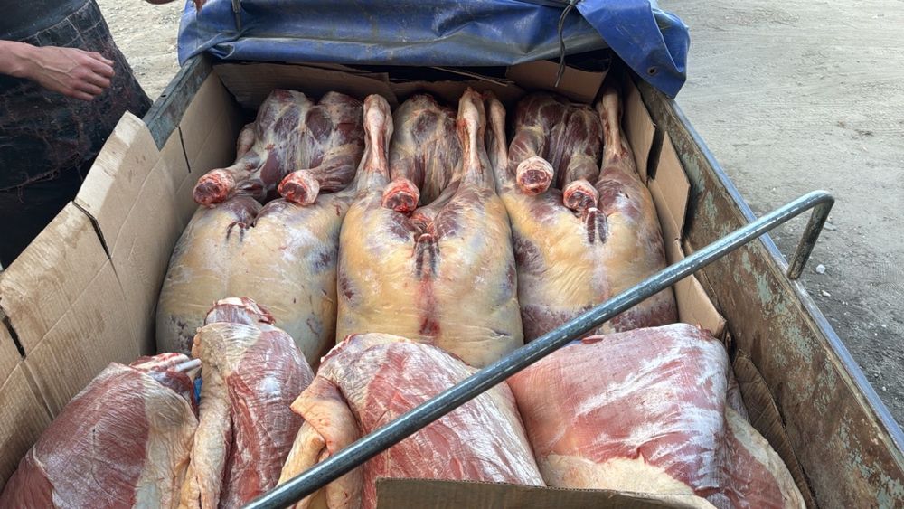 Согымға туша сатамын (жылқы еті)