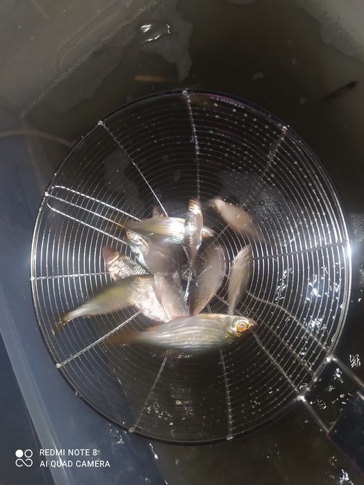 Живец чебак круглосуточно