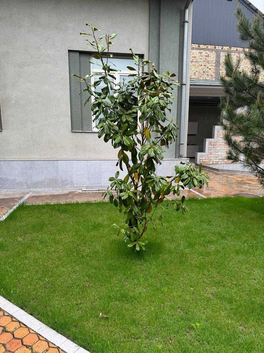 Продаются деревья Ёлка, Магнолия Крымский сосна