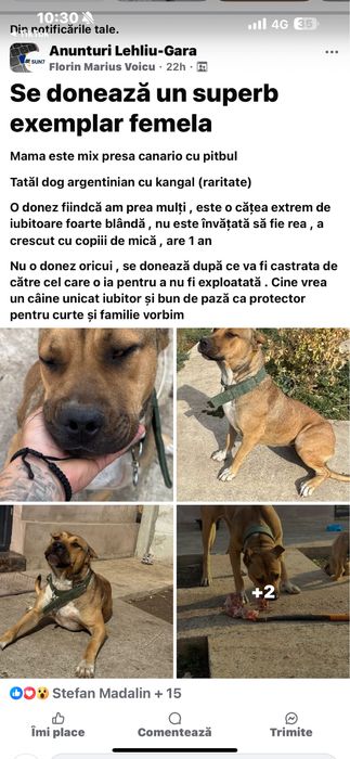 Se doneaza mix 4 rase