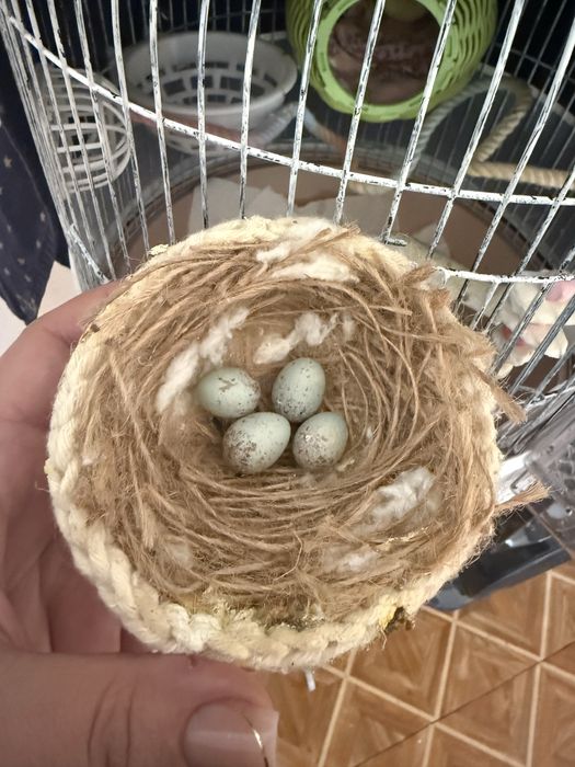Продам канареек  мальчик девочка