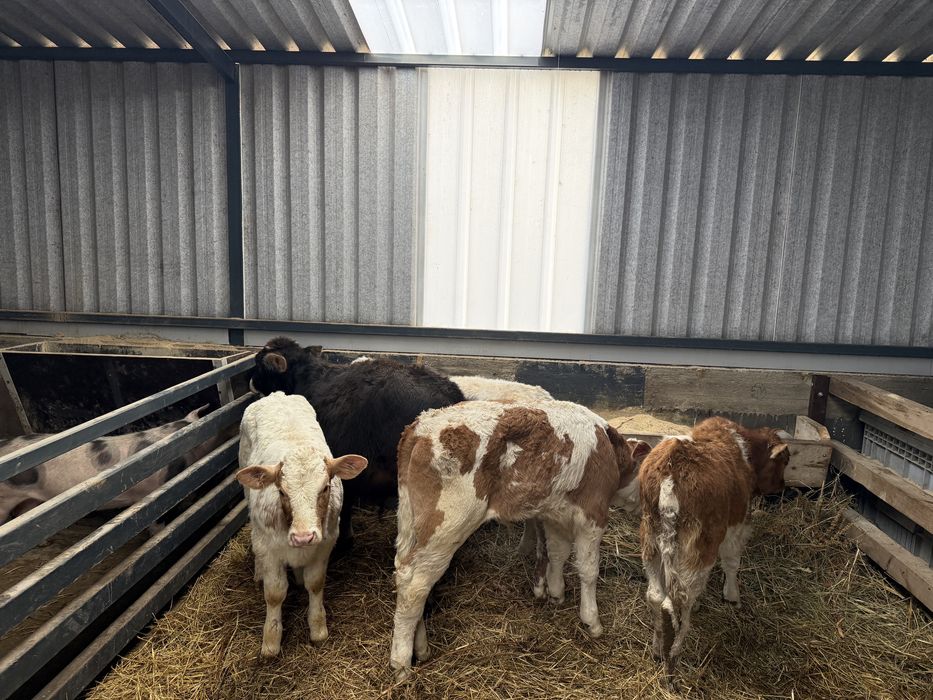 Vitei belga baltata si angus