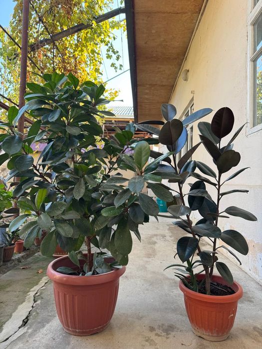 Xonaki gullar. Uy va ofislar uchun