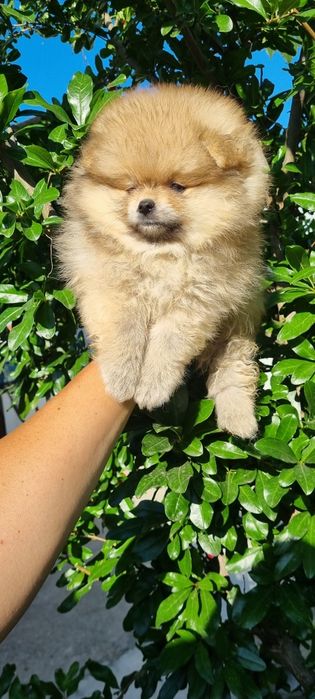 Померан померанчета