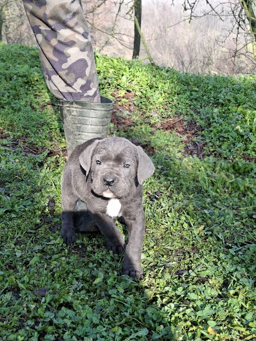 Кане Корсо Италиано