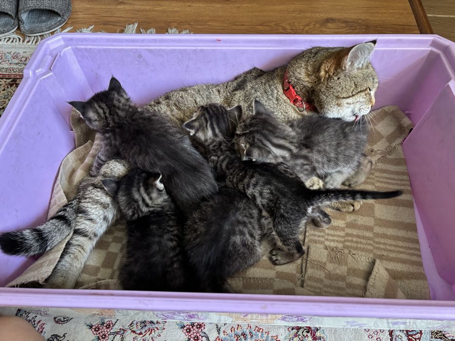 Отдадим котят в хорошие руки