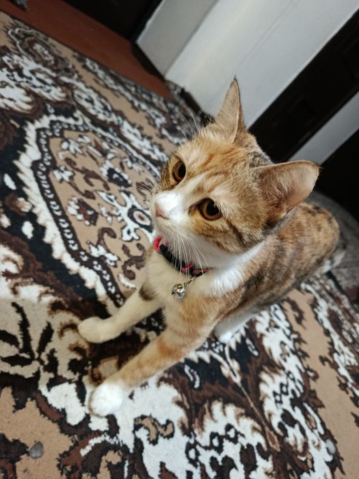 Кошка девочка Муиза