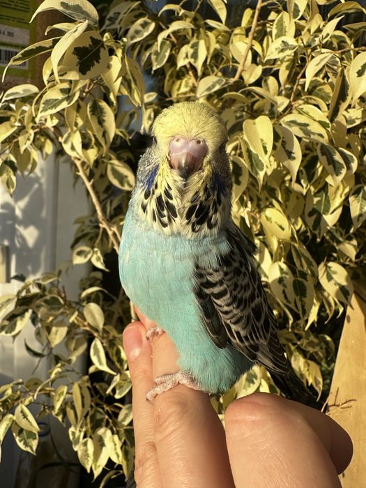 Выставочный волнистый Чех.