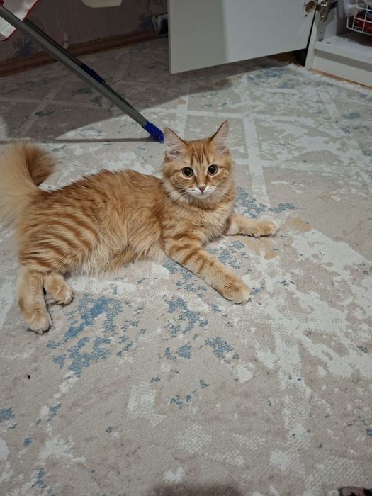 Кошки домашние сестры