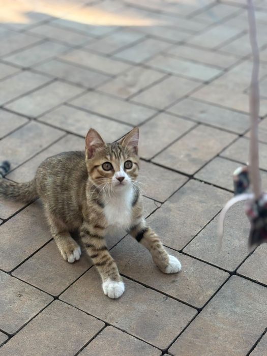 Котята бесплатно