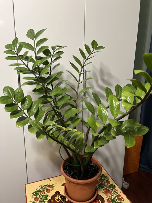 Долларовое дерево