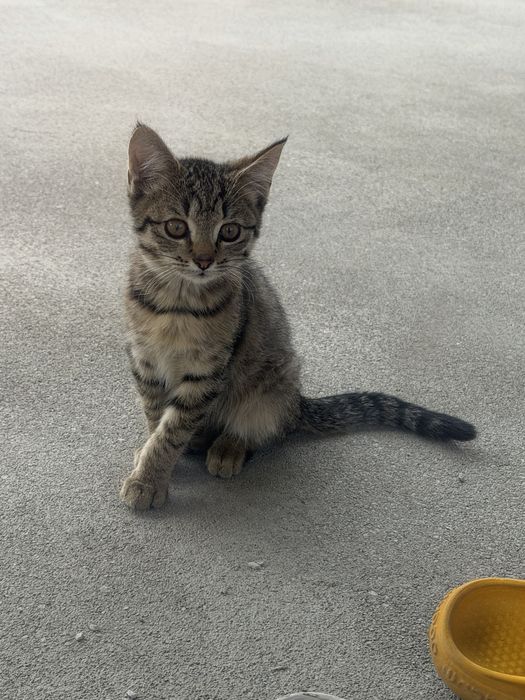Котята бесплатно