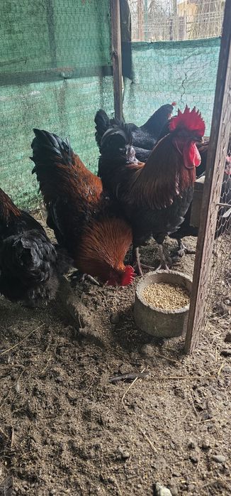 Cocoș Marans Negru Arămiu