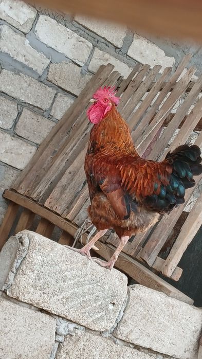 Продам 2 петух или обмен курица